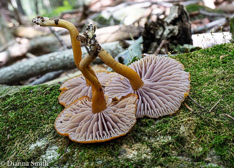 Hygrocybe purpureofolius 02330