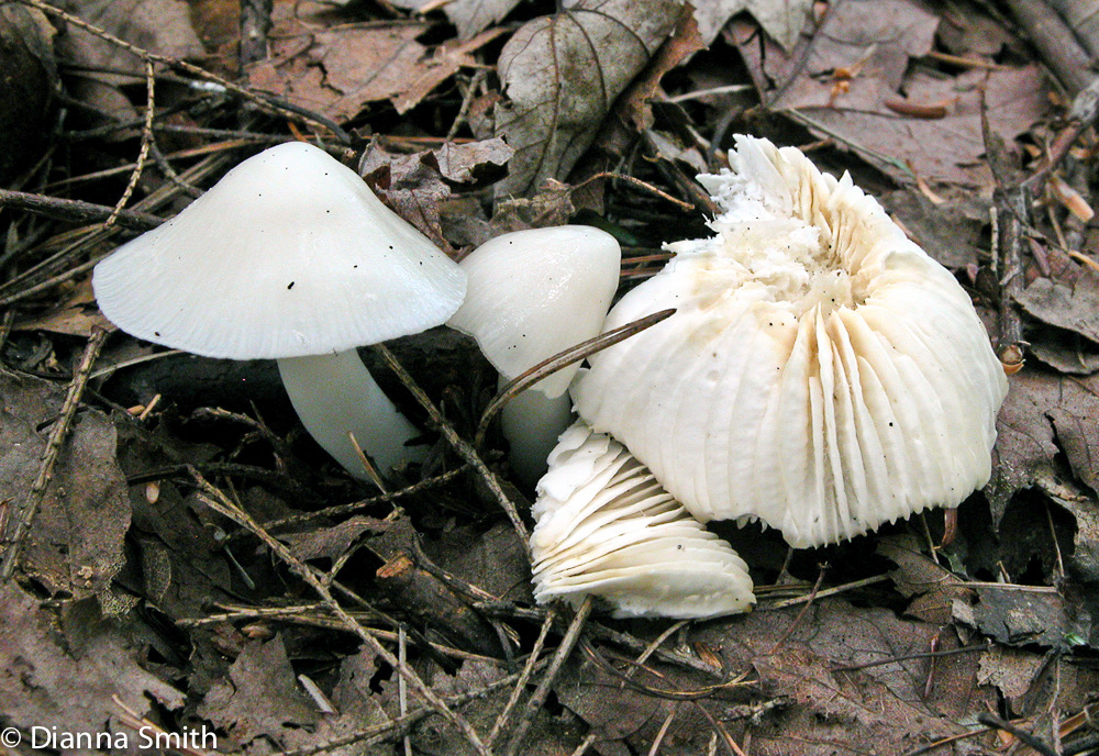 Hygrophorus eburneus7617