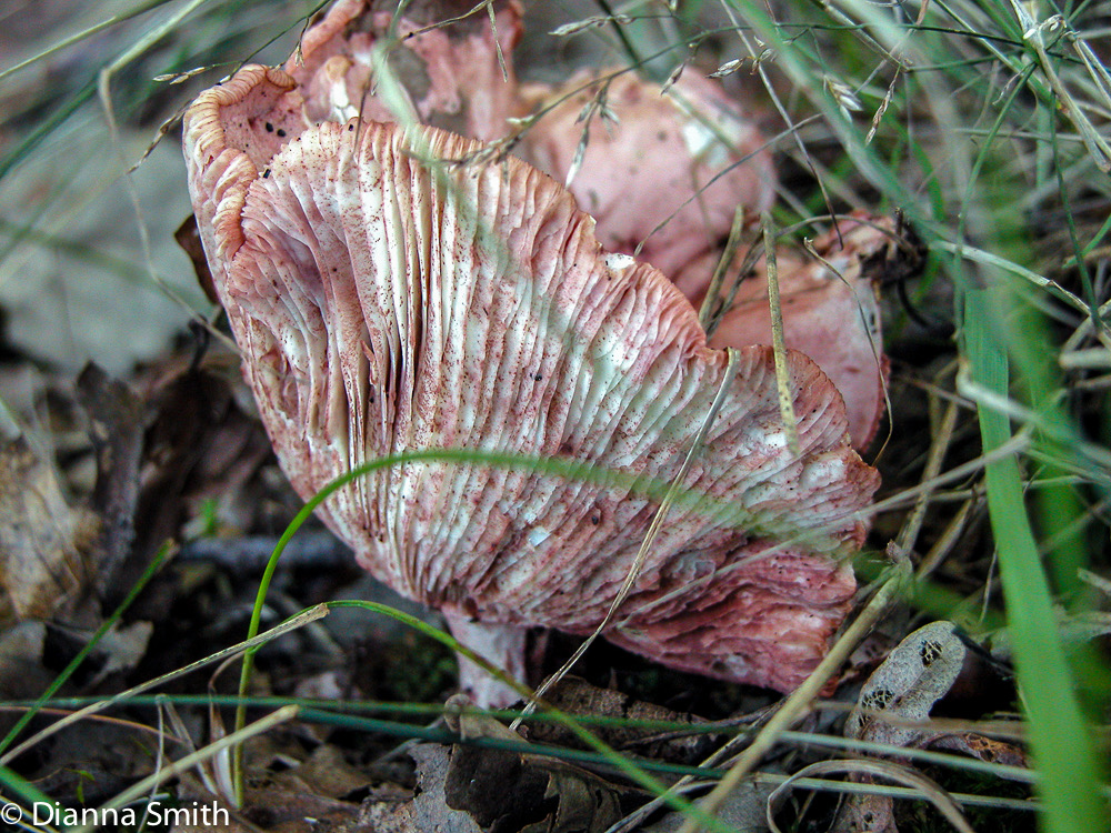 Hygrophorus russula8454