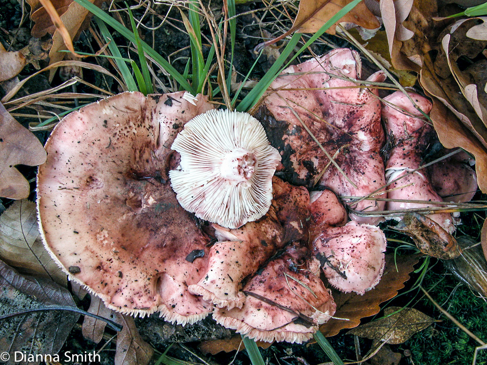 Hygrophorus russula9336