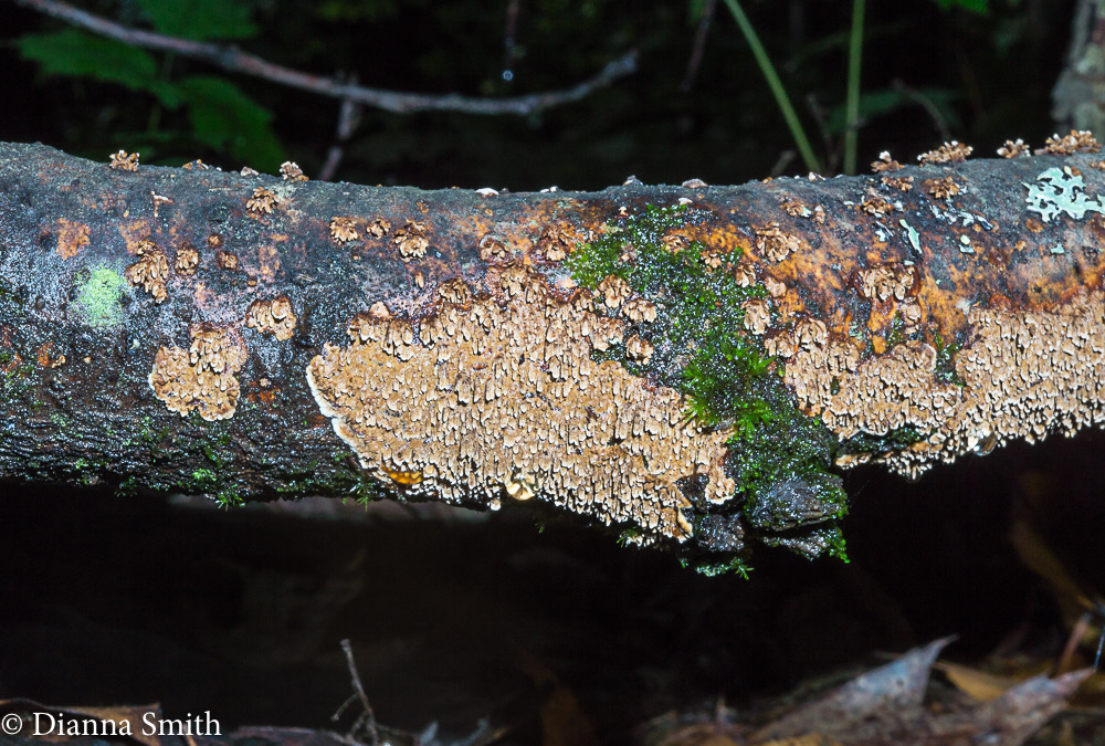 Hymenochaetopsis olivacea (Pseudochaete olivacea, Hydnochaete olivacea)  07969