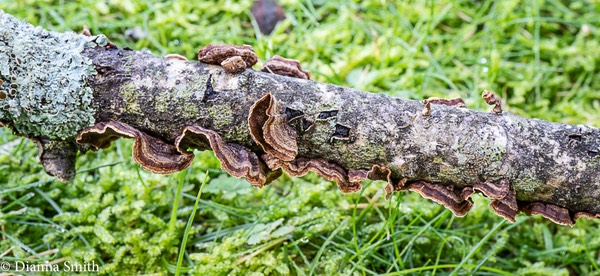 Hymenochaetopsis tabacina 03040