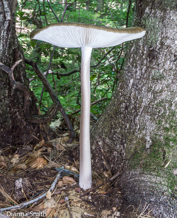 Hymenopellis furfuracea (Xerula furfuracea)03516