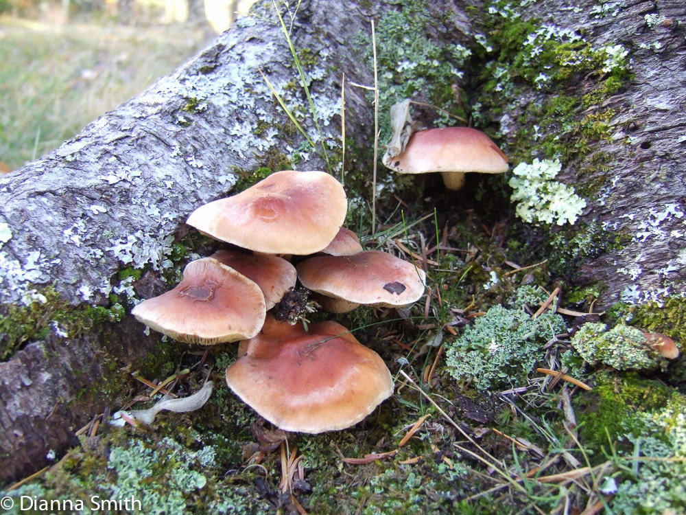 Hypholoma lateritium (Hypholoma sublateritium)10080057