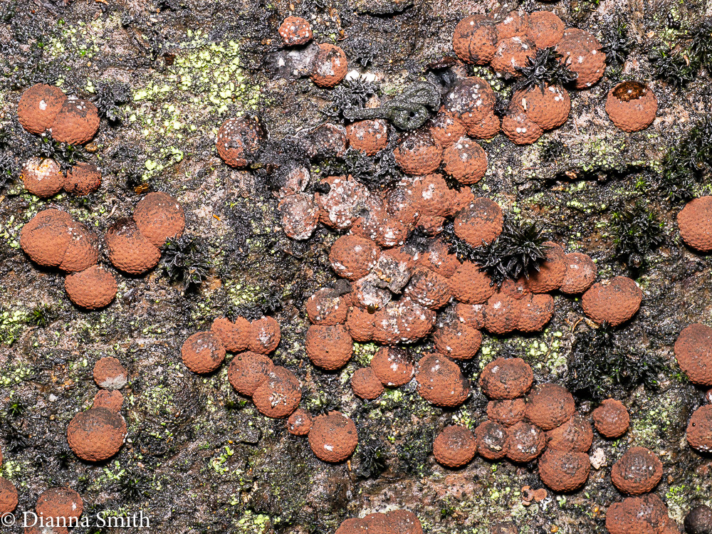 Hypoxylon fragiforme on beech  1010848