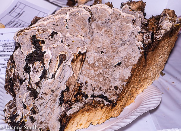 Inonotus glomeratus1010172