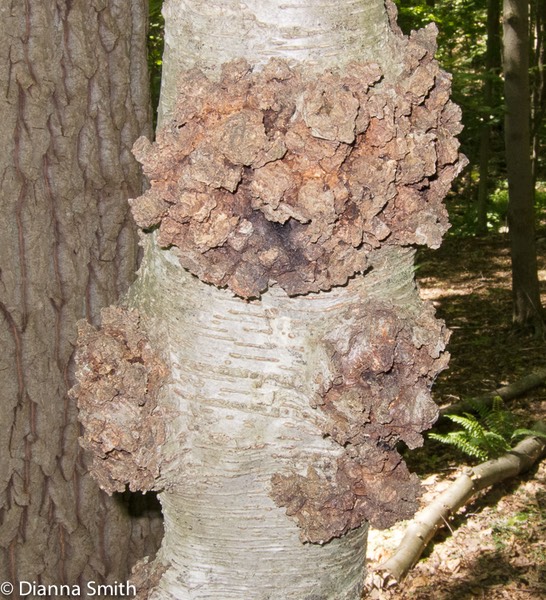 Inonotus glomeratus_1458