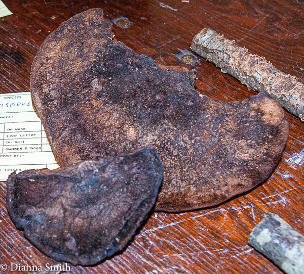 Inonotus hispidus01482