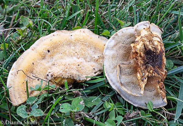 Inonotus radiatus  04316