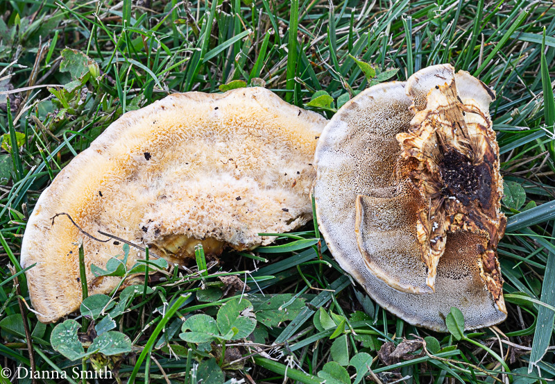 Inonotus radiatus  04316