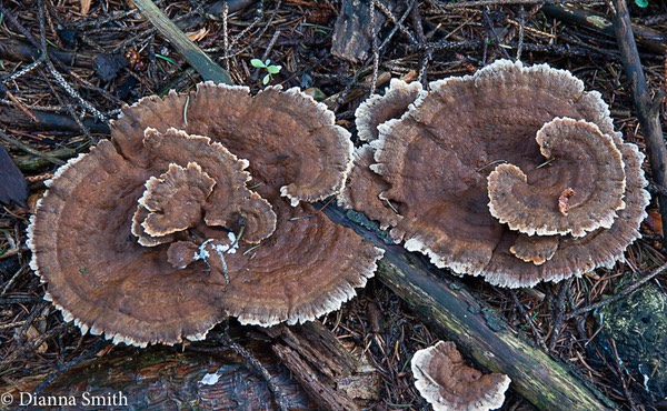 Inonotus tomentosus5474