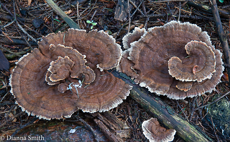 Inonotus tomentosus5474