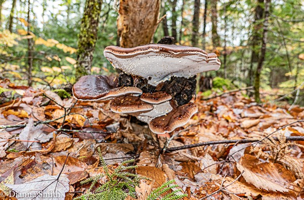 Ischnoderma benzoinum 1000421