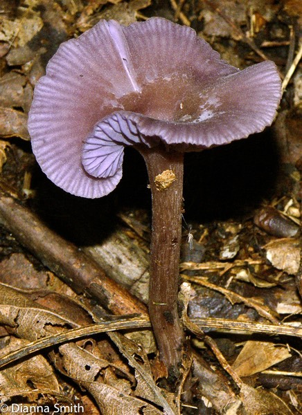 Laccaria amethystina2331