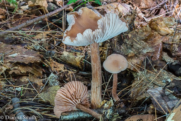 Laccaria laccata 02523