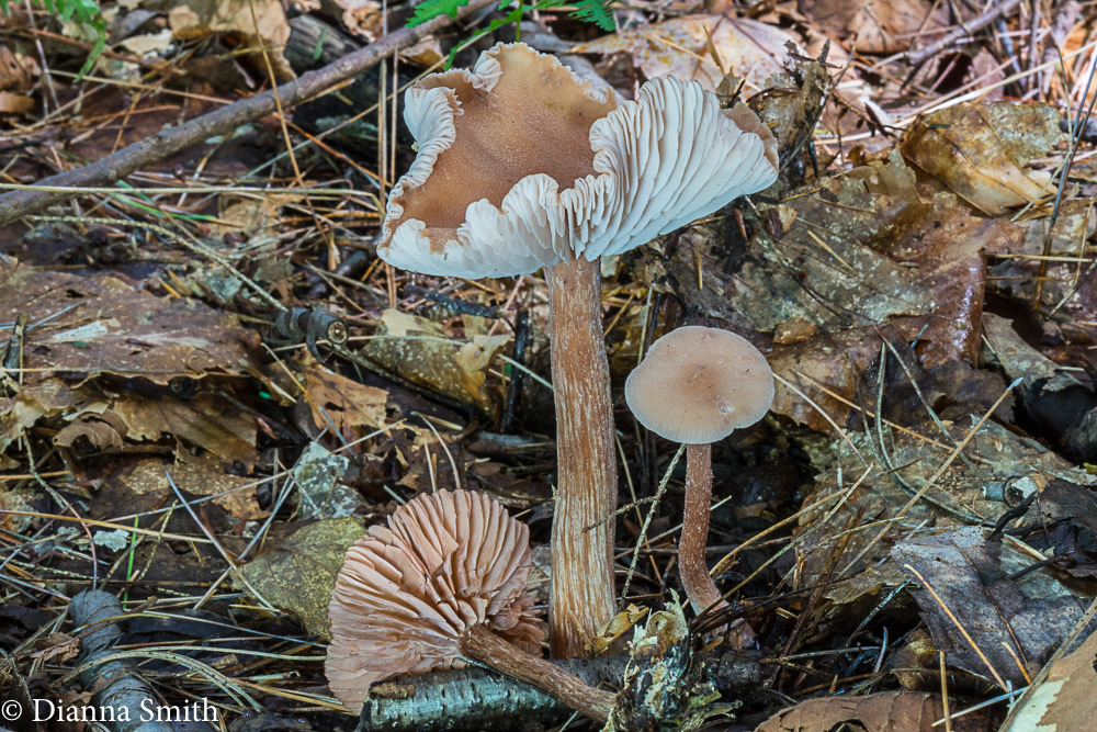 Laccaria laccata 02523