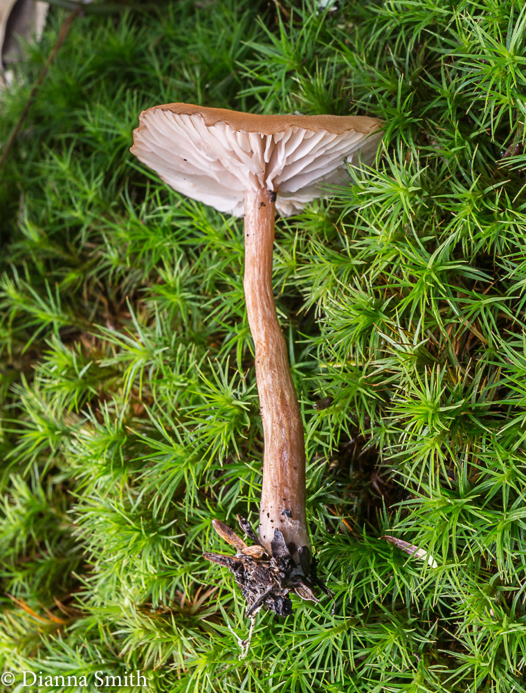 Laccaria laccata 04936