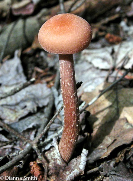 Laccaria laccata var. pallidifolia0632