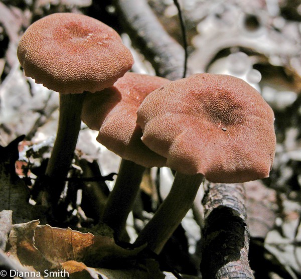 Laccaria nobilis0484
