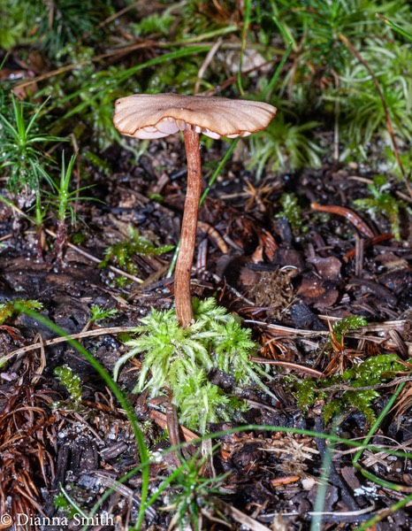 Laccaria tortilis 03422