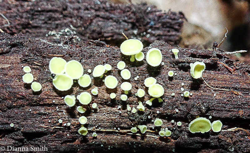 Lachnum sulphureum (Dasyscyphus sulphureus) 07457