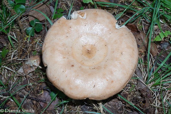 Lactarius affinis 07144