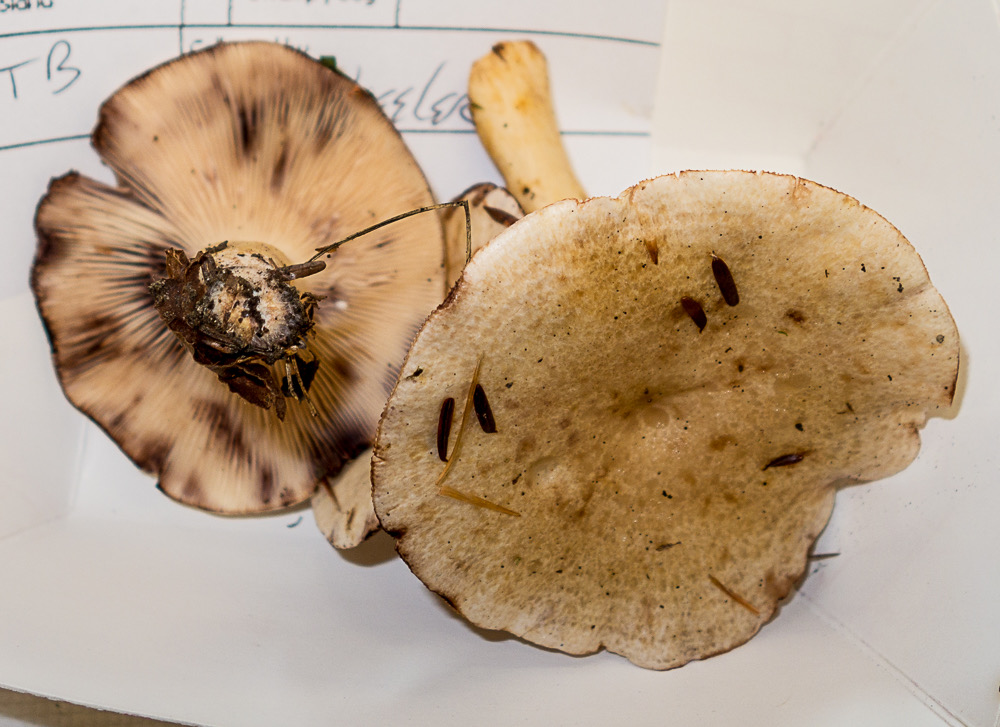 Lactarius aspideoides 1903-2
