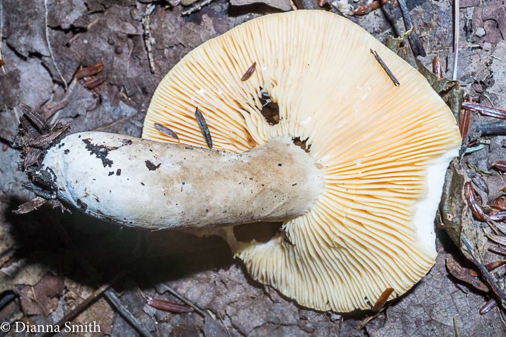 Lactarius fuliginosus mb07316