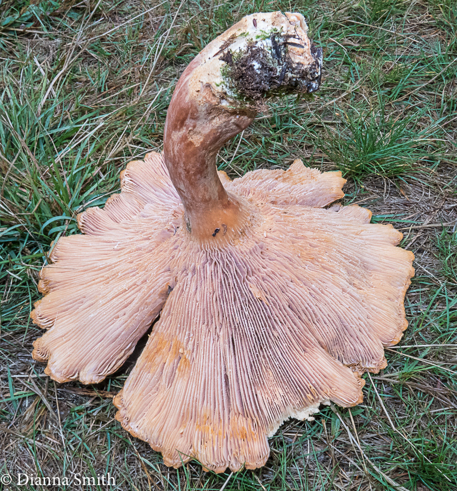 Lactarius helvus, gigantic, maple syrup odor 1661-2