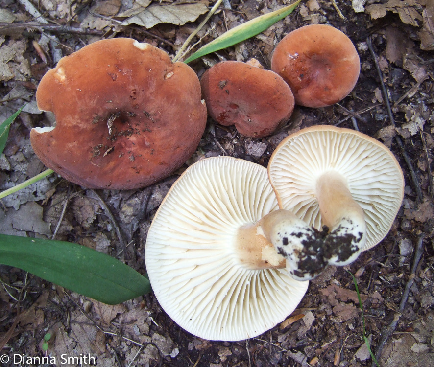 Lactifluus hygrophoroides2274