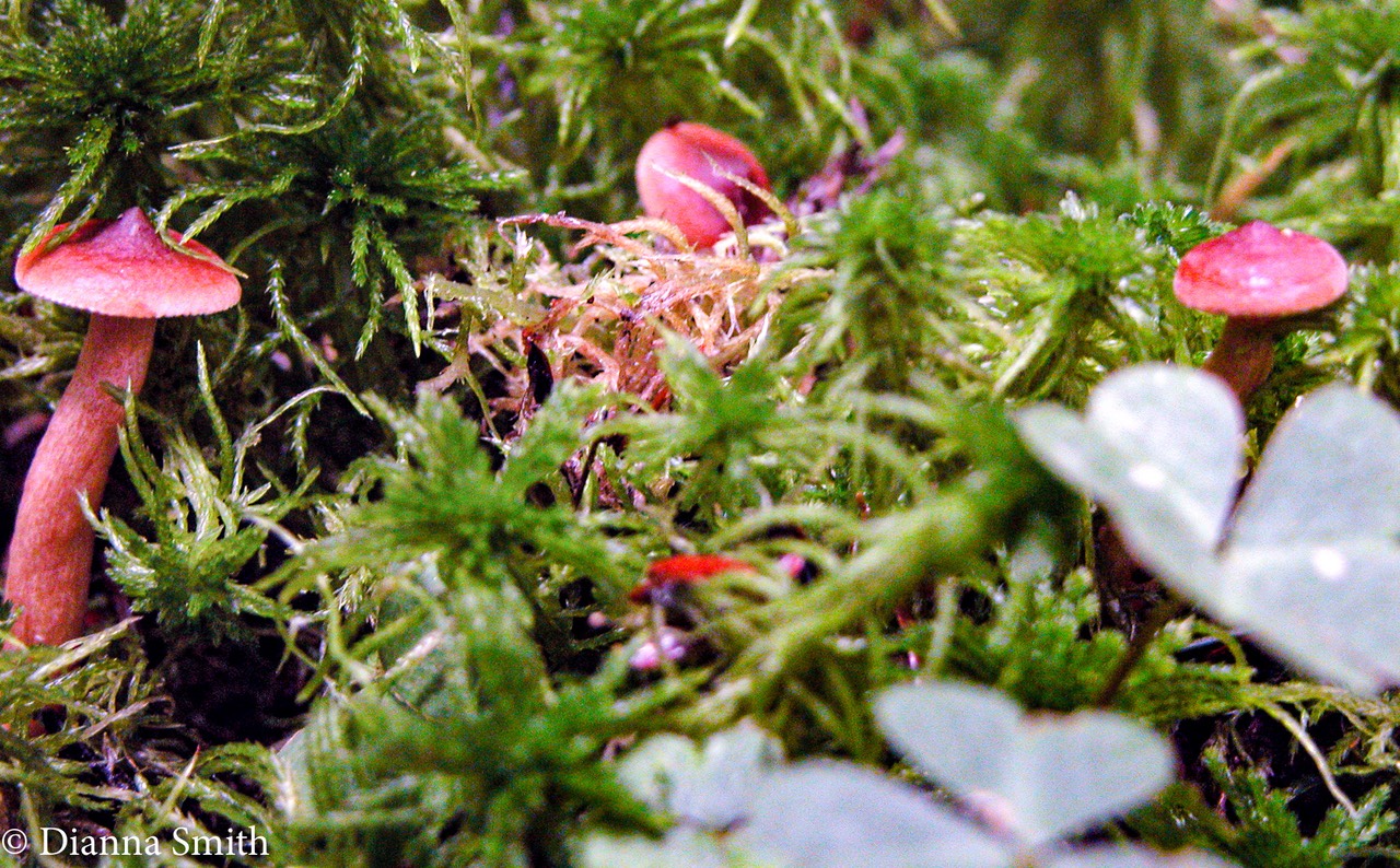 Lactarius oculatus7580