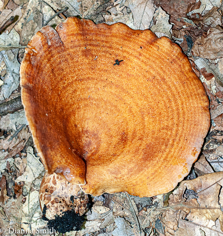 Lactarius peckii01086