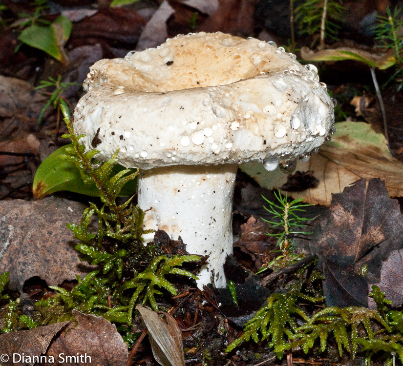 Lactarius piperatus01638