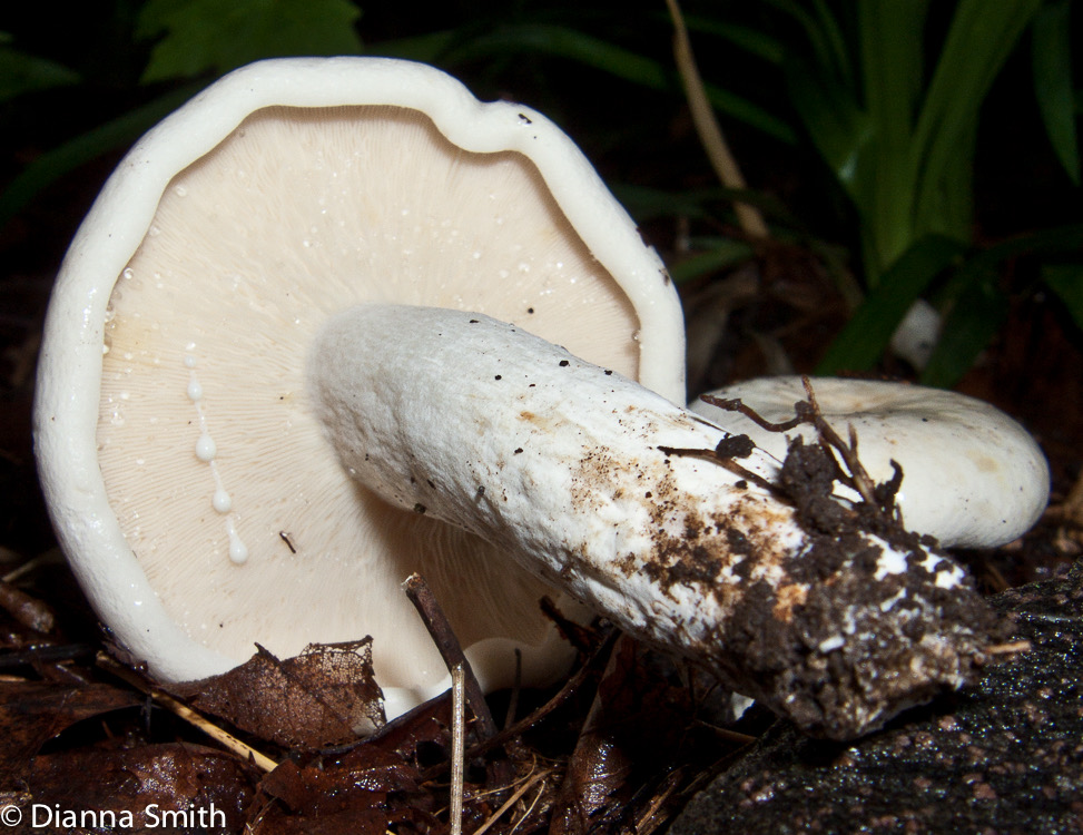 Lactarius piperatus3091