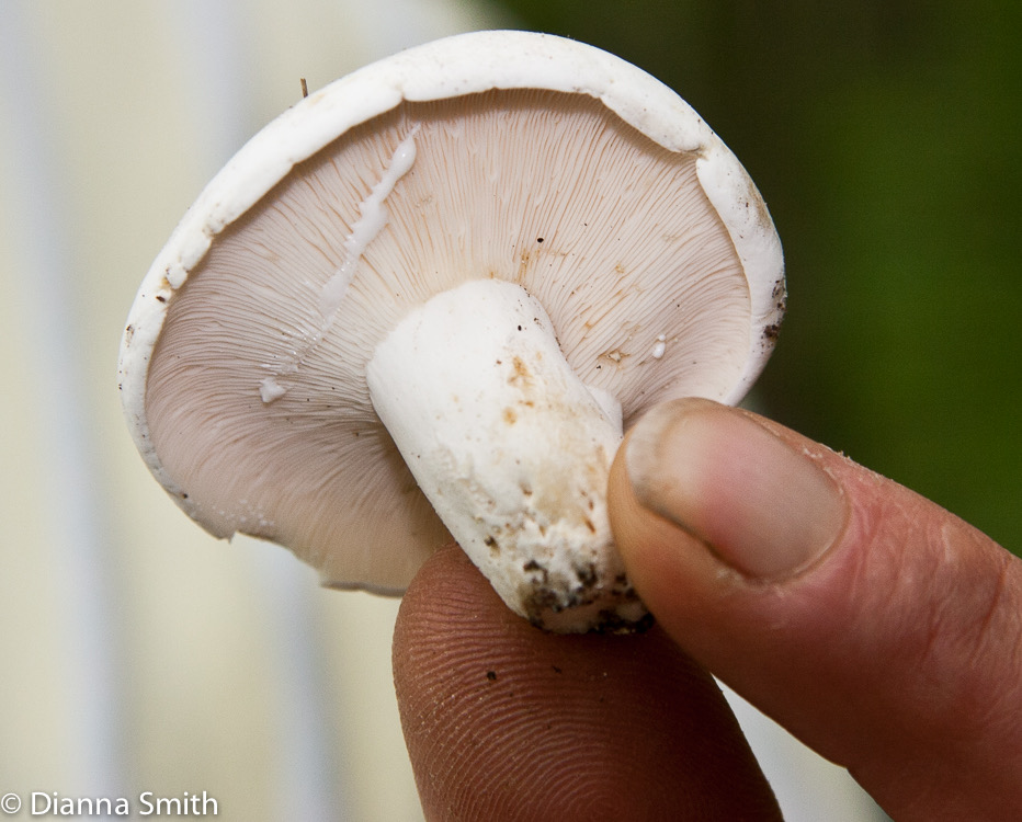 Lactarius piperatus4321-1
