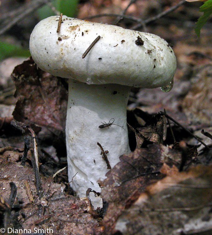 Lactarius piperatus6956