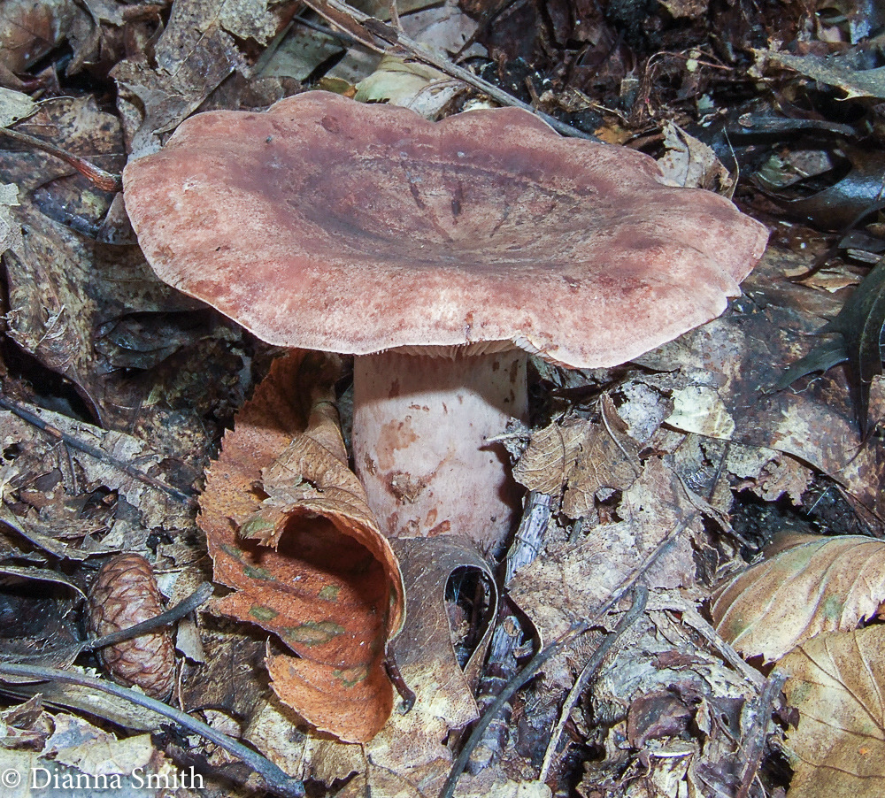 Lactarius quietus var. incanus or aquifluus 10030015