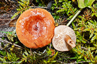 Lactarius red-brown A 02129