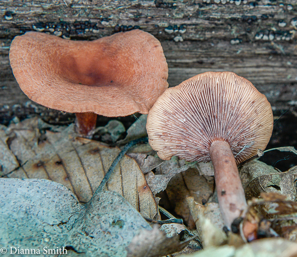 Lactarius rimosellus 8283
