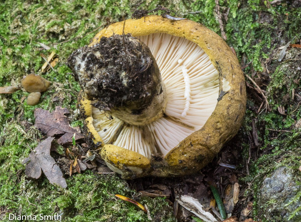 Lactarius sordidus04227