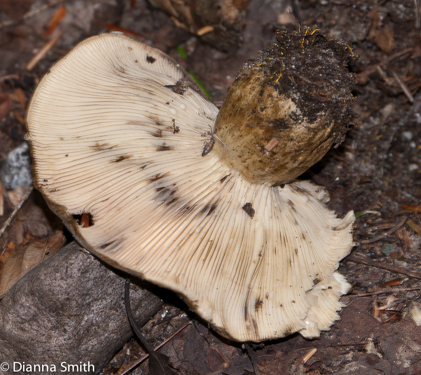 Lactarius sordidus1010500