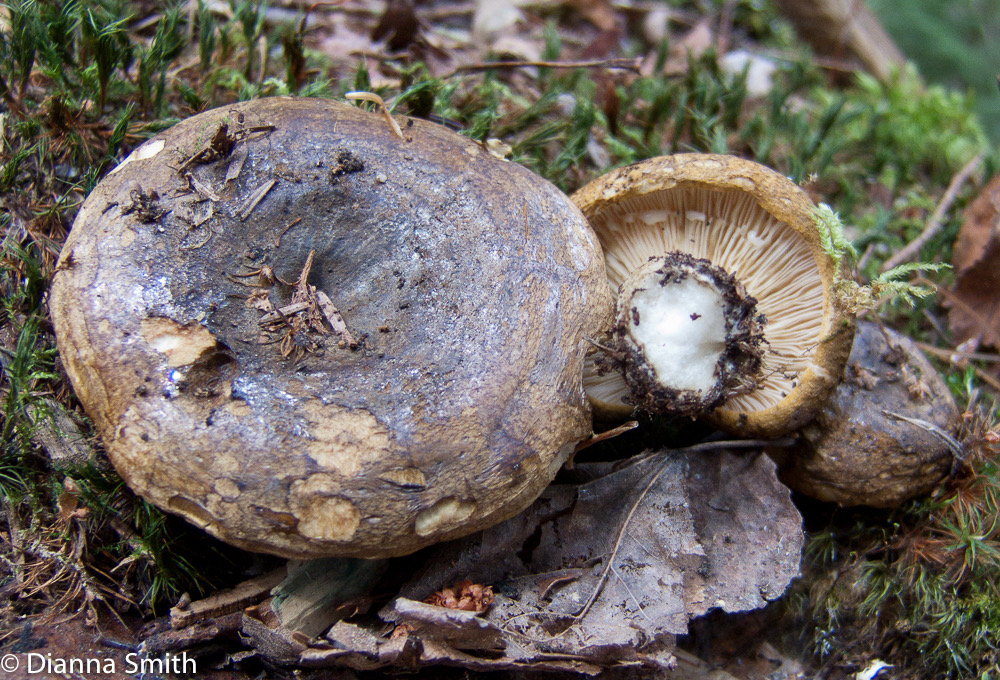 Lactarius sordidus4864-1