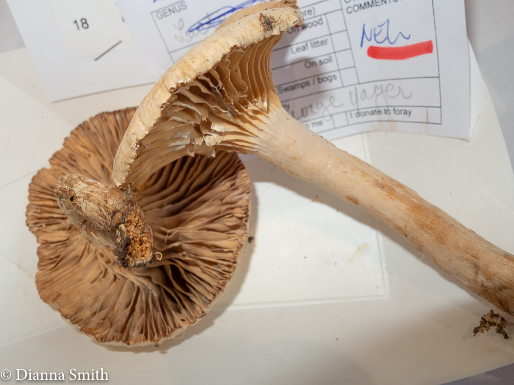 Lactarius subplinthogalus 3293-2