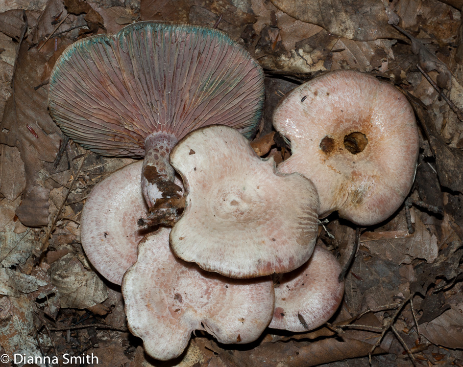 Lactarius subpurpureus02847