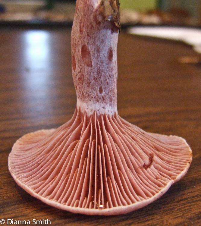 Lactarius subpurpureus4487