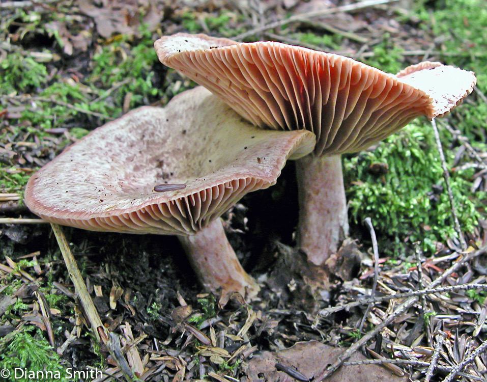 Lactarius subpurpureus7753 edited
