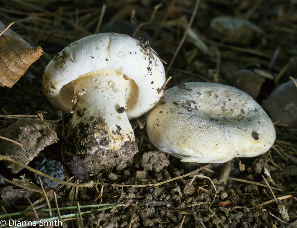 Lactarius subvellereus1010990
