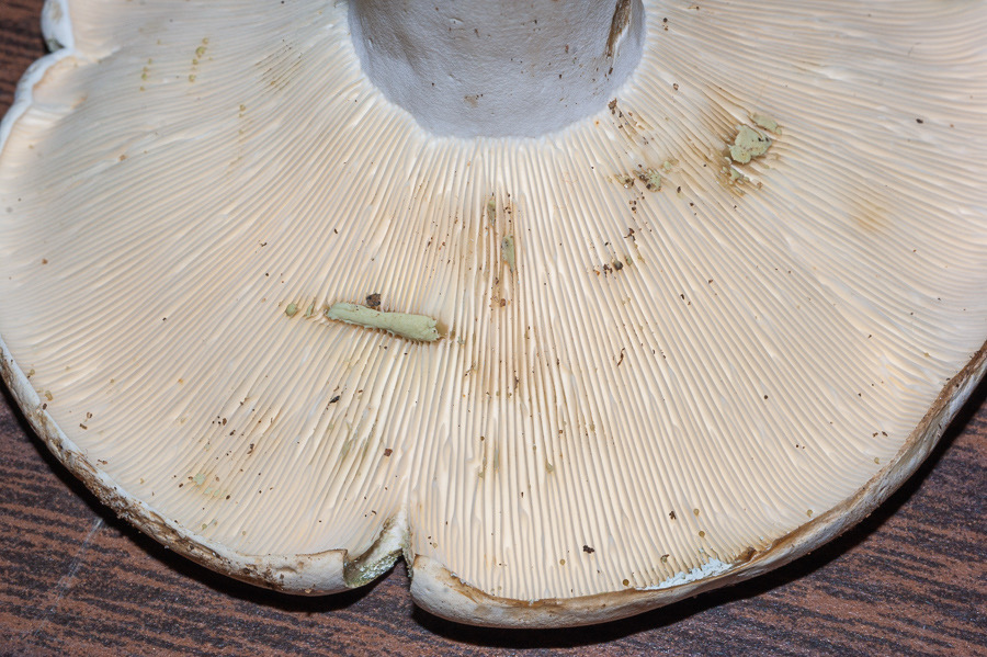 Lactifluus glaucascens 03050