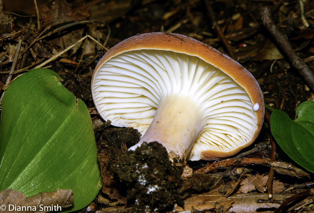 Lactifluus hygrophoroides (Lactarius hygrophoroides) 3258