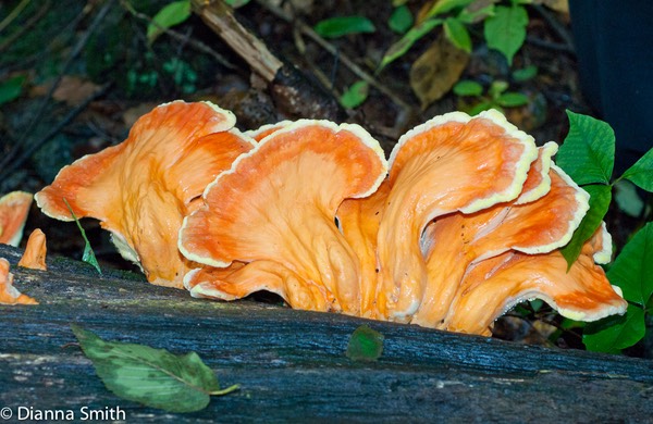 Laetiporus sulphureus06133